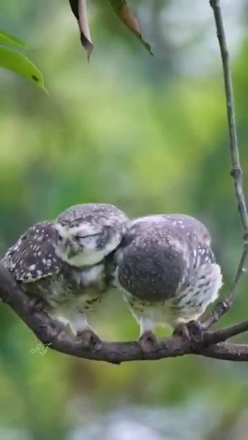 natural bard смотреть онлайн