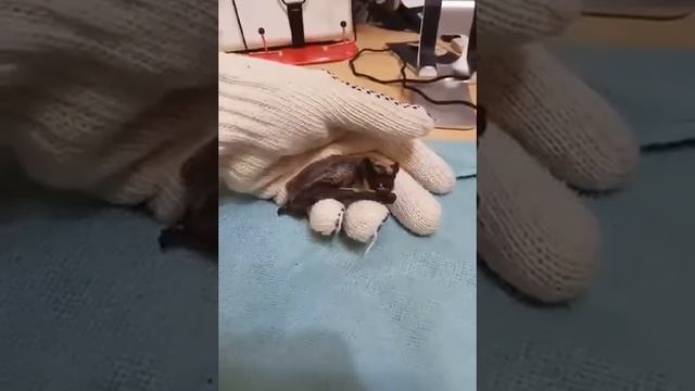 Спасение летучей мышки смотреть онлайн