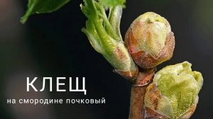 СМОРОДИНА РАННЕЙ ВЕСНОЙ. ПОЧКОВЫЙ КЛЕЩ