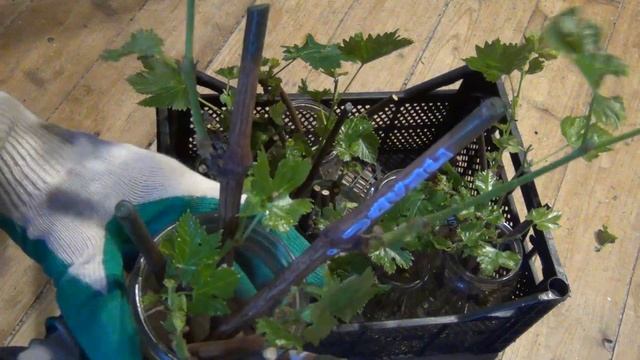 ЛУЧШЕЕ ВРЕМЯ ДЛЯ УКОРЕНЕНИЯ ЧЕРЕНКОВ винограда на Севере смотреть онлайн