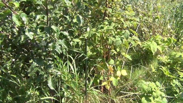 ПРИНЦИПЫ ФОРМИРОВКИ ЧАШЕЙ молодой СЛИВЫ с ПРИВИВКАМИ разных сортов. Август смотреть онлайн