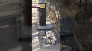 Павлины - изюминка Серпухова. Их миниатюрные скульптуры разбросаны буквально по всему городу .