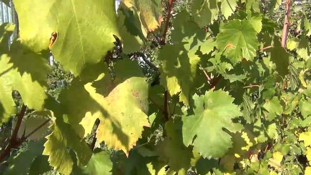 ВАЖНО ДЛЯ винограда В КОНЦЕ СЕНТЯБРЯ. ВРЕД ГЛУБОКОЙ ПОЗДНЕЙ ЧЕКАНКИ смотреть онлайн