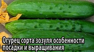 Огурец сорта зозуля особенности посадки и выращивания