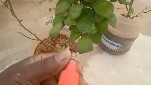 These 3 Natural Ingredients will Make the "non-blooming Rose Plant" bloom more !!