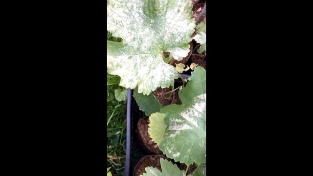 Солнечные ожоги саженцев винограда Как выглядят Что делать смотреть онлайн