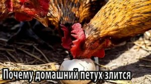 Почему домашний петух злится