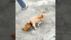 Зоофил)))