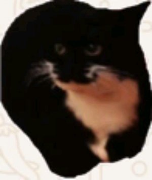 лев Дима и Тимур