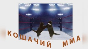 Бой кошек