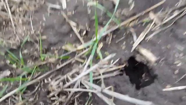 Состояние озимой пшеницы в декабре 2020, по технологии No-till. смотреть онлайн