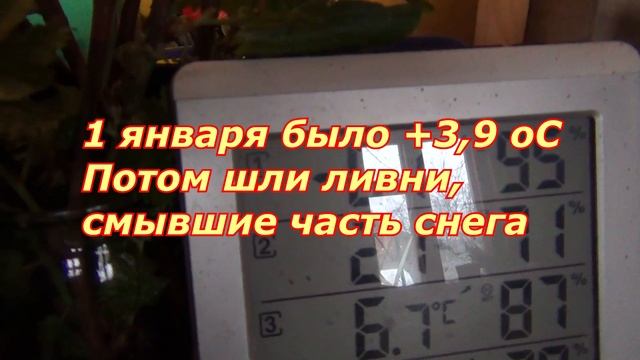 Саженцы чуют весну Как зимует виноград. Январь смотреть онлайн