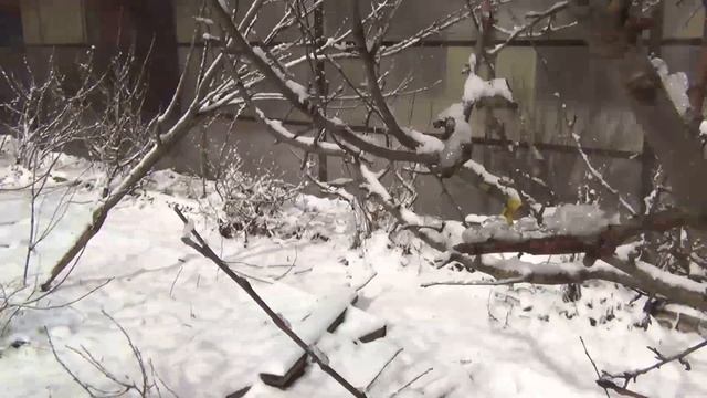 Когда лучше прививать деревья смотреть онлайн