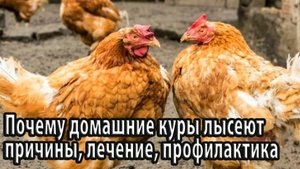 Почему куры лысеют причины, лечение и профилактика