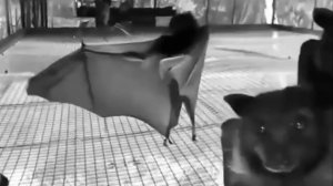 Если Ваша вечеринка не похожа на эту, не приглашайте меня... Летучие мыши вспомнили восьмидесятые