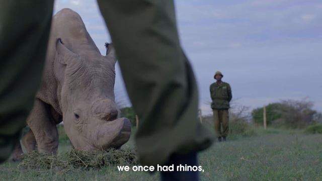 Five years of progress tackling the illegal wildlife trade смотреть онлайн