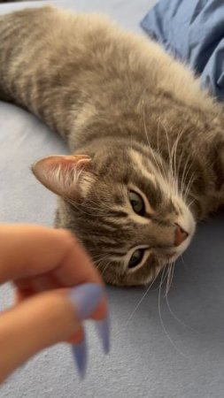 Милый котик позирует 🐱