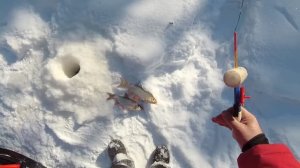 Рыбалка на трубе. ЯМАЛ.ручей Тыдэяха 25.03.2025