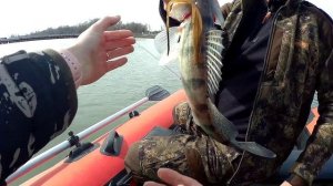 Берш на мандулу