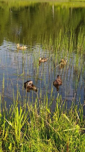 VID_20240629_074713 смотреть онлайн