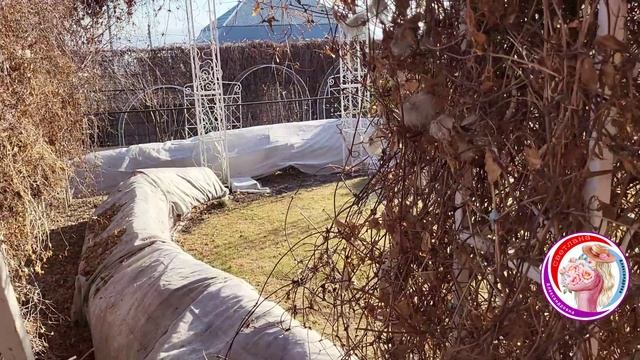Заморозок на почве! Не спешим открывать розы. Подготовка к посадке клематисов. 30 Марта