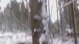 Луценко Ян.  заготовка леса в тайге.