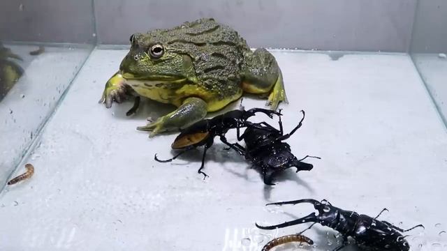 Лягушкабык и 3 черных жука-титана и личинка 牛蛙和三隻黑泰坦蟲子和幼蟲 Bull Frog ウシガエルと 3 匹のブラックタイタンバグと幼虫 смотреть онлайн