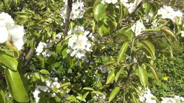 Цветение сада в холод. Как помочь смотреть онлайн