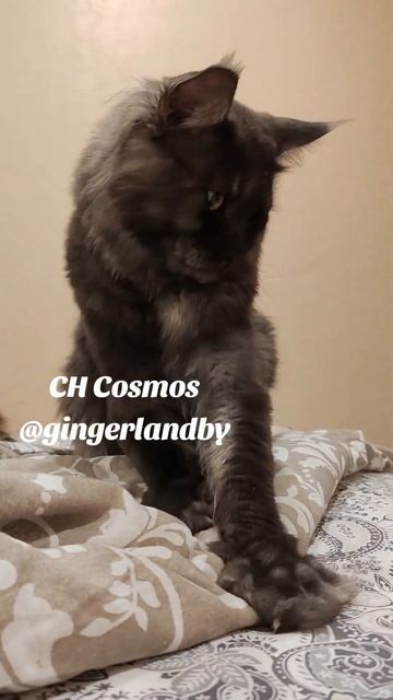 CH Cosmos @gingerlandby.#втренде #beautifulcat #gingerlandby #breeder #mainecoon #мейнкун #Cosmos