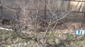 Обрезка. Удобные  деревья