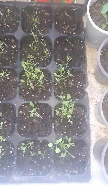 #посів#квіти#мак смотреть онлайн