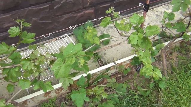 Перспективы виноградного сезона 2022. Как ускорять созревание винограда смотреть онлайн