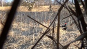 Тетеревиный ток Начало Подманил тетеревов