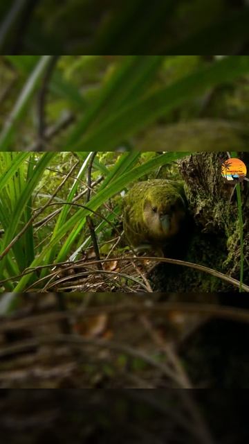 Kakapo | Kakapo Parrot #short #youtubeshorts #kakapo #parrot смотреть онлайн