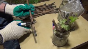 УКОРЕНЕНИЕ ЧЕРЕНКОВ  это ПРОСТО