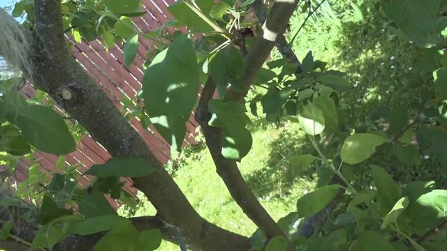 Осветляем крону яблони спилом одной ветки смотреть онлайн