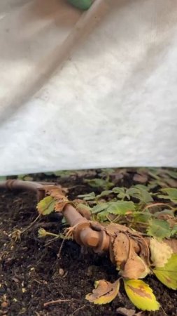Желтые тюльпаны, красные тюльпаны, белые тюльпаны. Будет красиво!