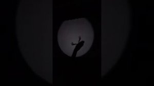 Эхо природы