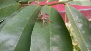 TRUE BUGS, INSECT PLANTS ARE Laying Eggs