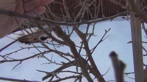 Почему надо регулярно обрезать плодовый сад