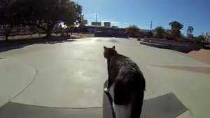 Котик  скейтбордист !!!