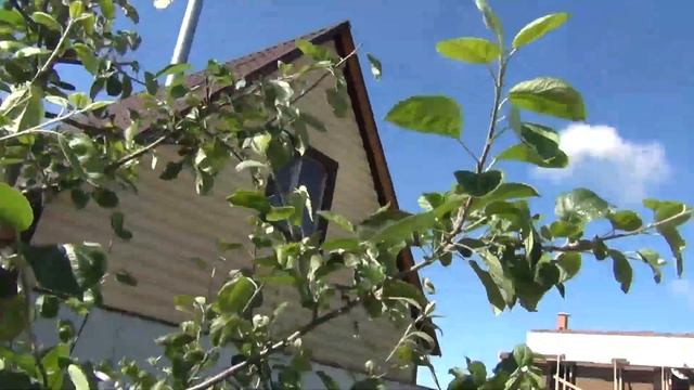 Летняя обрезка яблони. Принципы и приёмы. Отложенное лидерство ветки смотреть онлайн