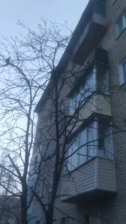 Куница в городе