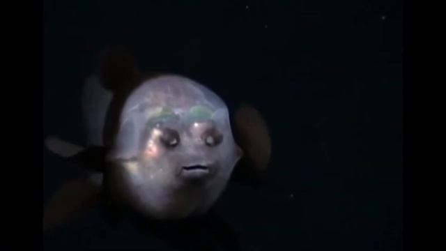 10 Weird Things Found In The Mariana Trench | Creepy Animals In The Mariana Trench смотреть онлайн