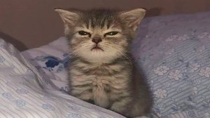 ПРИКОЛЫ С ЖИВОТНЫМИ ДО СЛЕЗ / Смешные КОТЫ / Приколы с КОТАМИ / Funny ANIMALS video