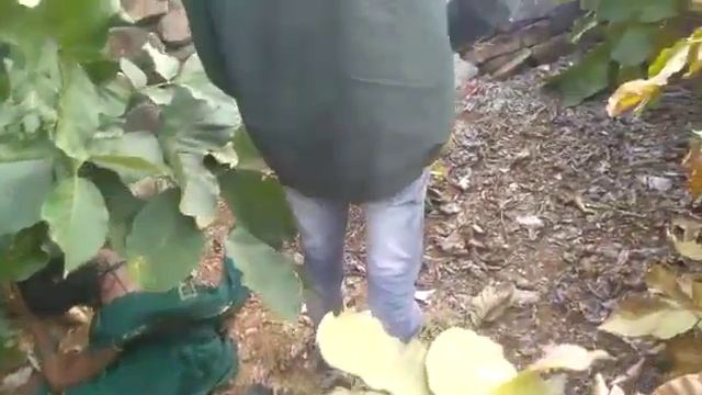 Jangal me Mangal ho raha hai official video смотреть онлайн