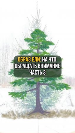 Образ ели: На что обращать внимание. Часть 3