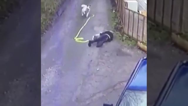 УЛЕТНОЕ ВИДЕО ПРО СОБАК смотреть онлайн