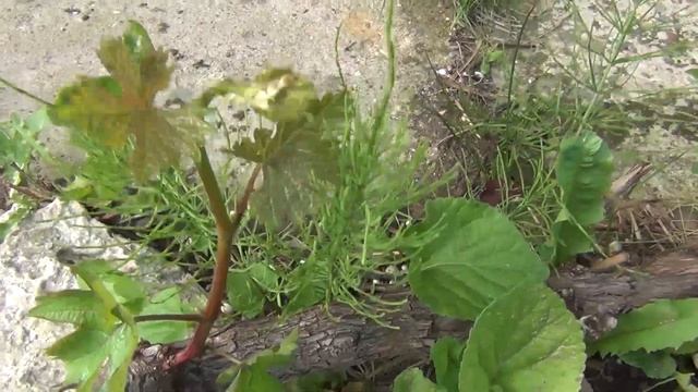 Восстановление винограда после майского заморозка. Перспективы смотреть онлайн