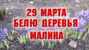 29 марта. Белю деревья, обрабатываю малину